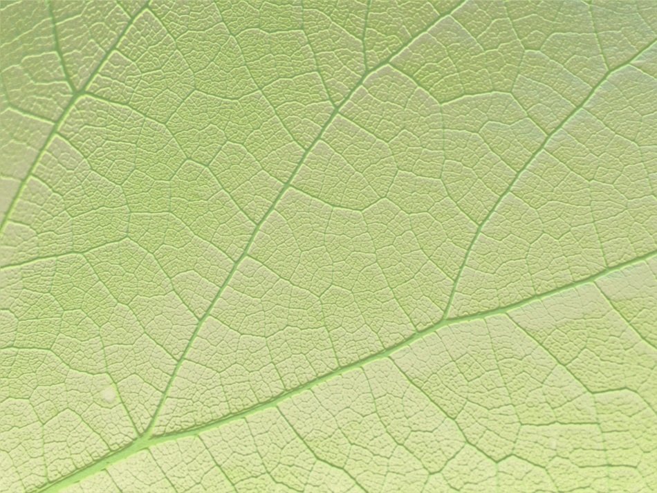 leaf nature green wave shiny