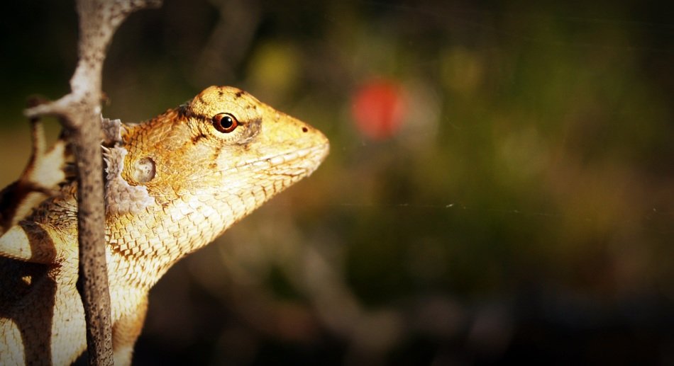 animal background basilisk