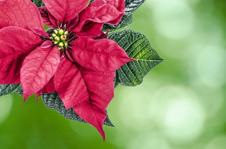christmas high key poinsettia flower