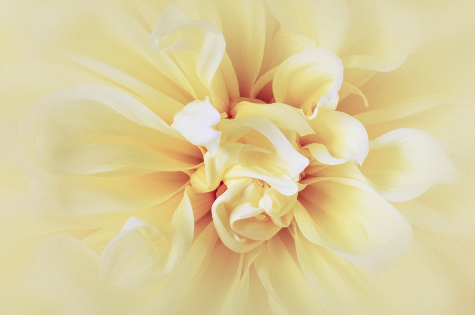 dahlia flower yellow sunny