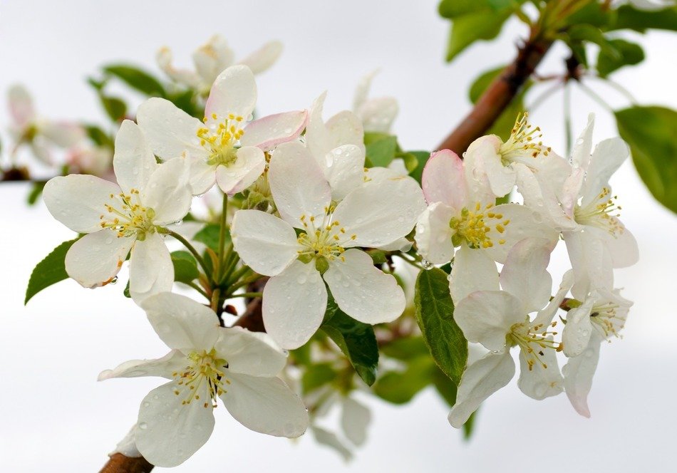 flowers background drops joy