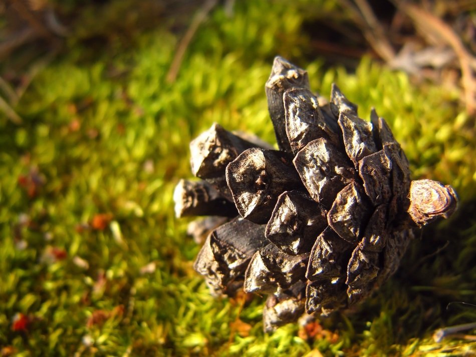 pine cone conifer macro