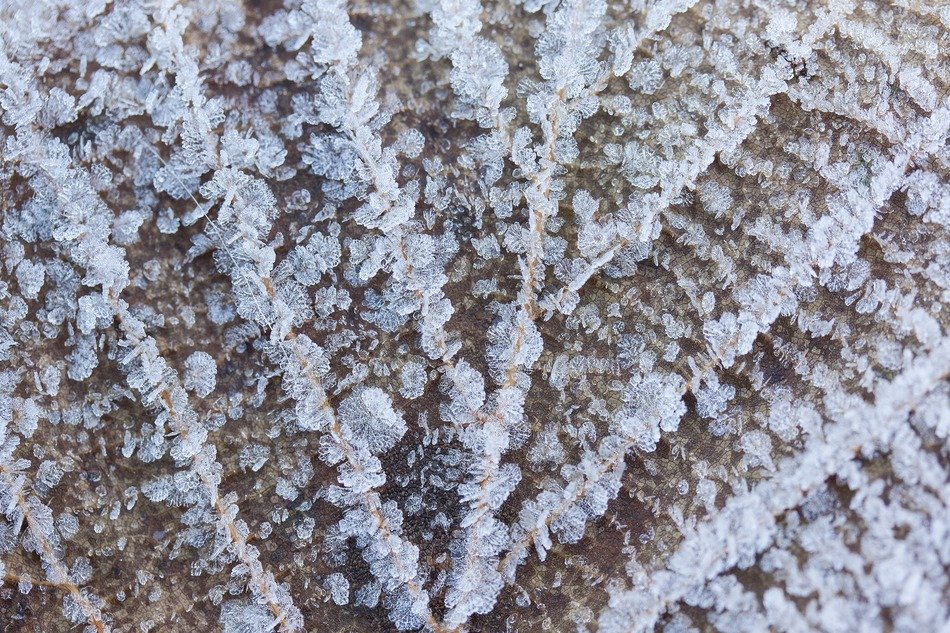 hoarfrost leaf leaves rip