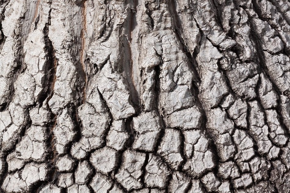 bark beaucarnea stricta structure