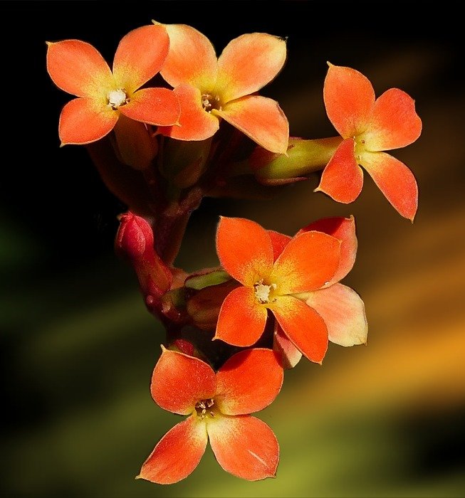 tiny yellow orange flowers blossom