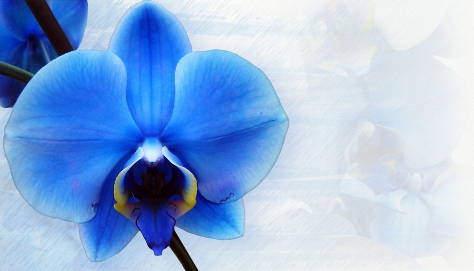 orchid stationery blue decorative