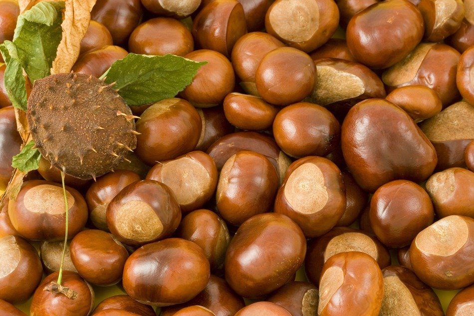 conkers conker background leaves