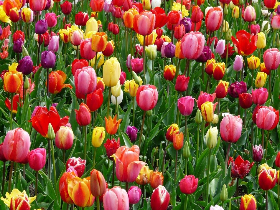 tulips bed colorful color cheerful