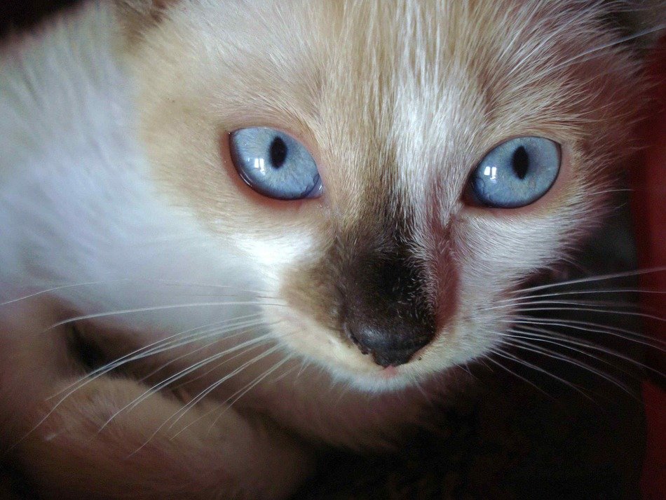 Белая кошка коричневые глаза. Кошка с коричневыми глазами. Мордочка с глазами