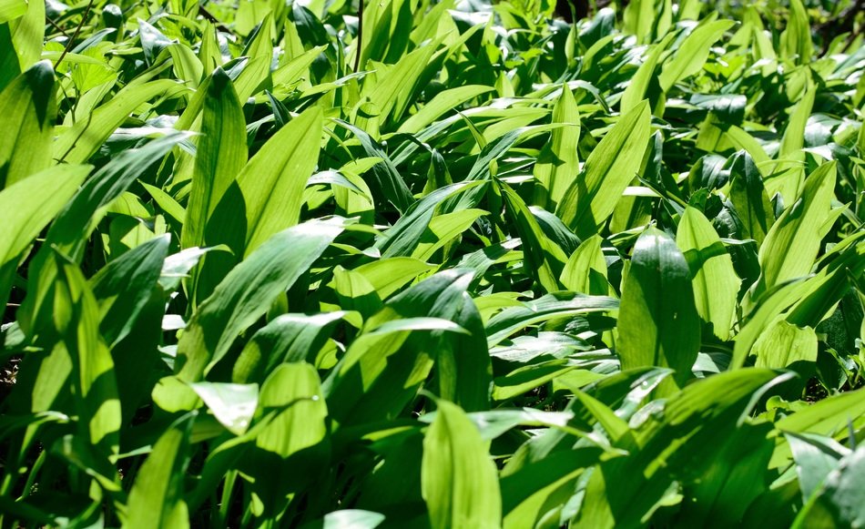 bearâs garlic leaves in spring