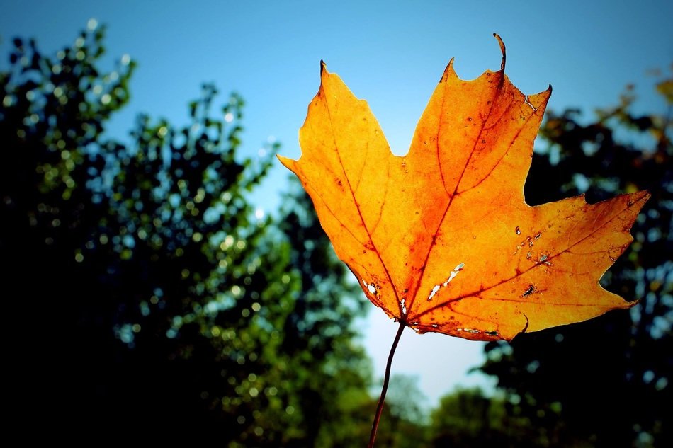 leaf fall colour orange blue