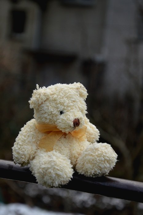 bear plush background winter rod
