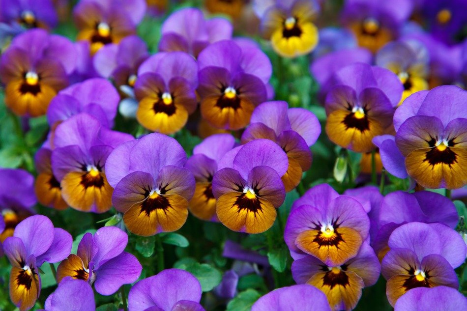 pansy background bloom blossom