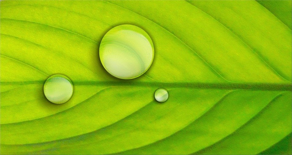 leaf green plant drops