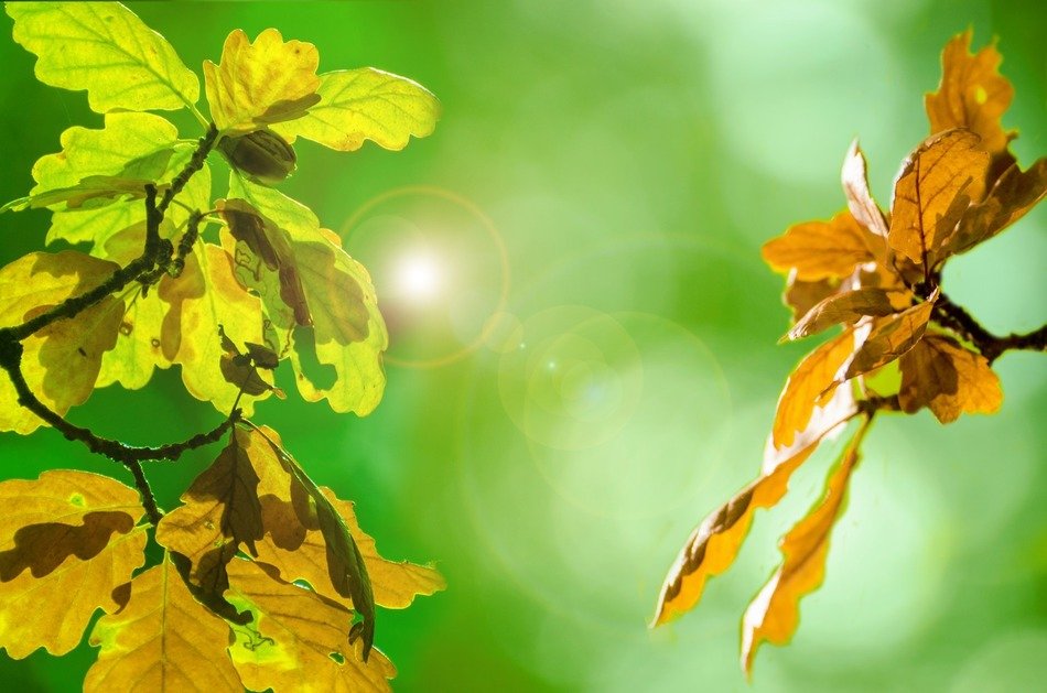 autumn leaves colorful green