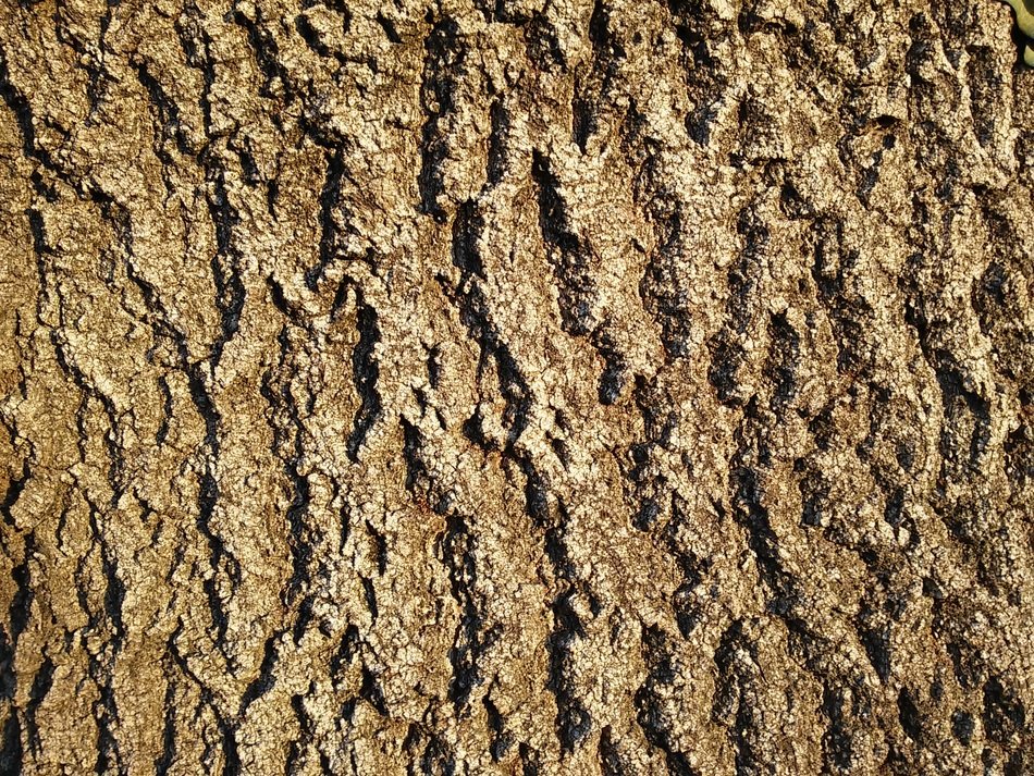 bark ash ridge tree net