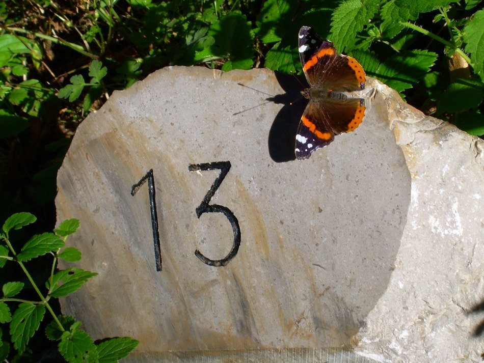 thirteen butterfly milestone summer
