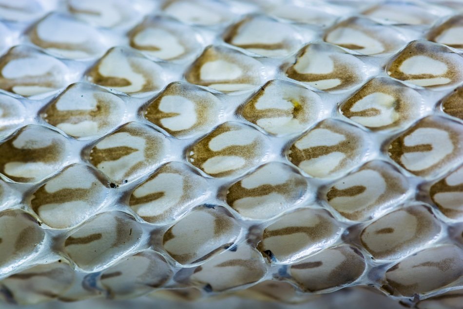 skinned snake skin scale