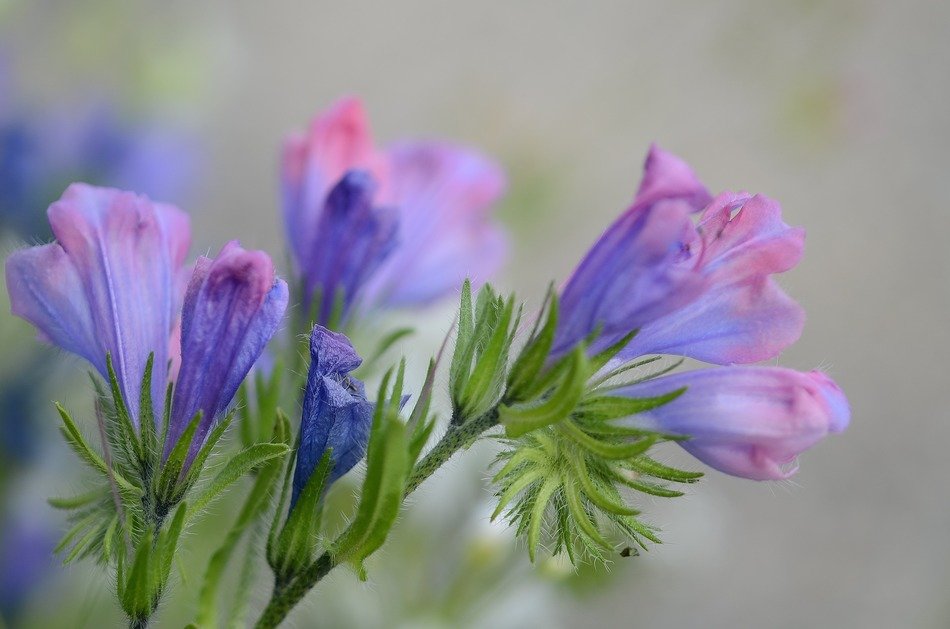 beautiful flower plant summer