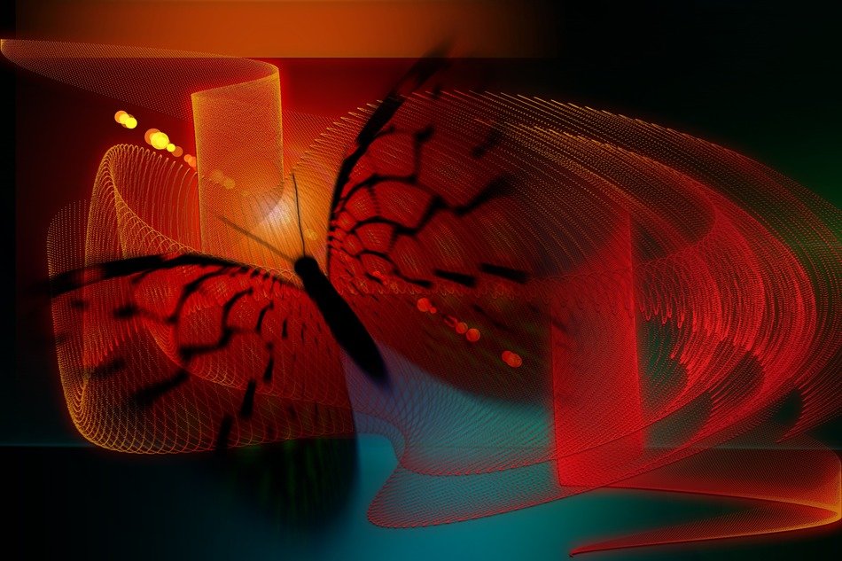 butterfly abstract texture
