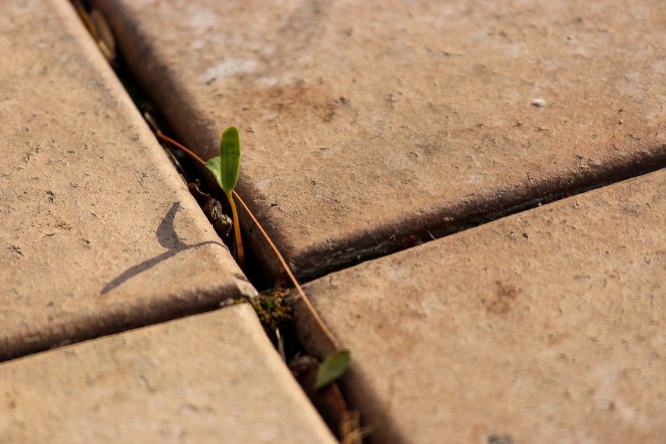 paving bud cross pattern paved