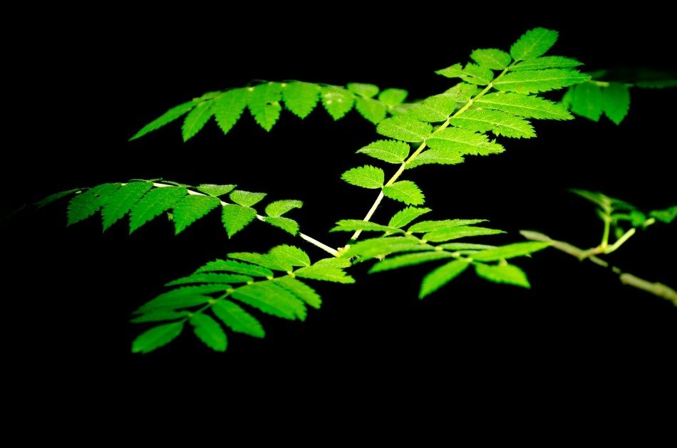 leaves colorful green season
