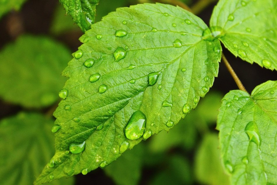 drops of water raspberry leaf green