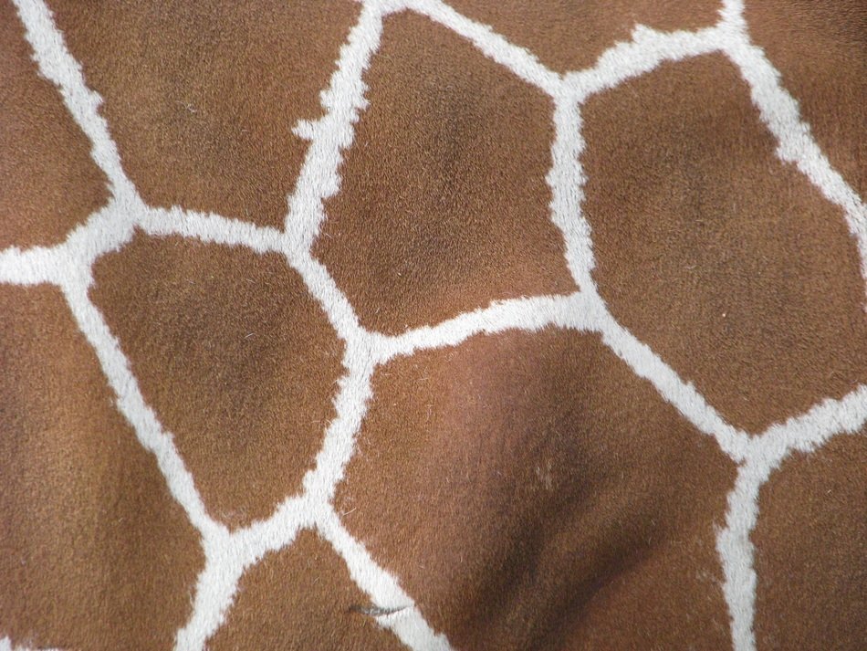 giraffe animal skin nature zoo