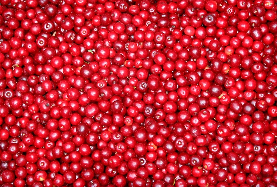 currant fruit red berries