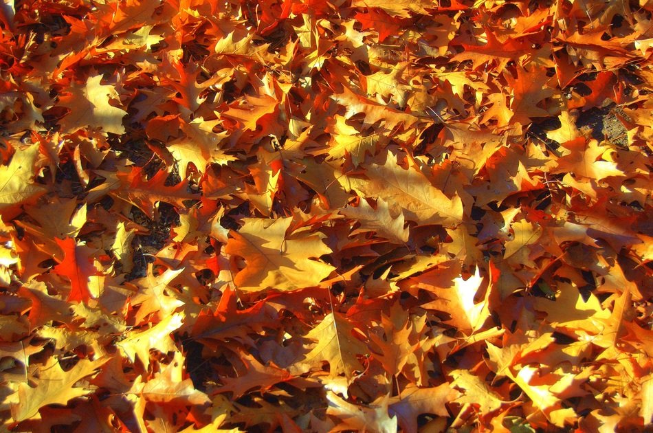 background autumn leaves colors