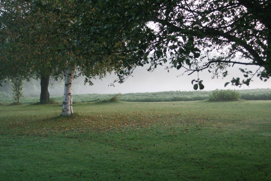 landscape background lawn trees