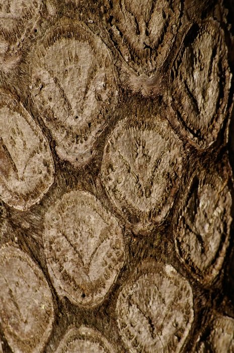 tree fern cyathea australis trunk