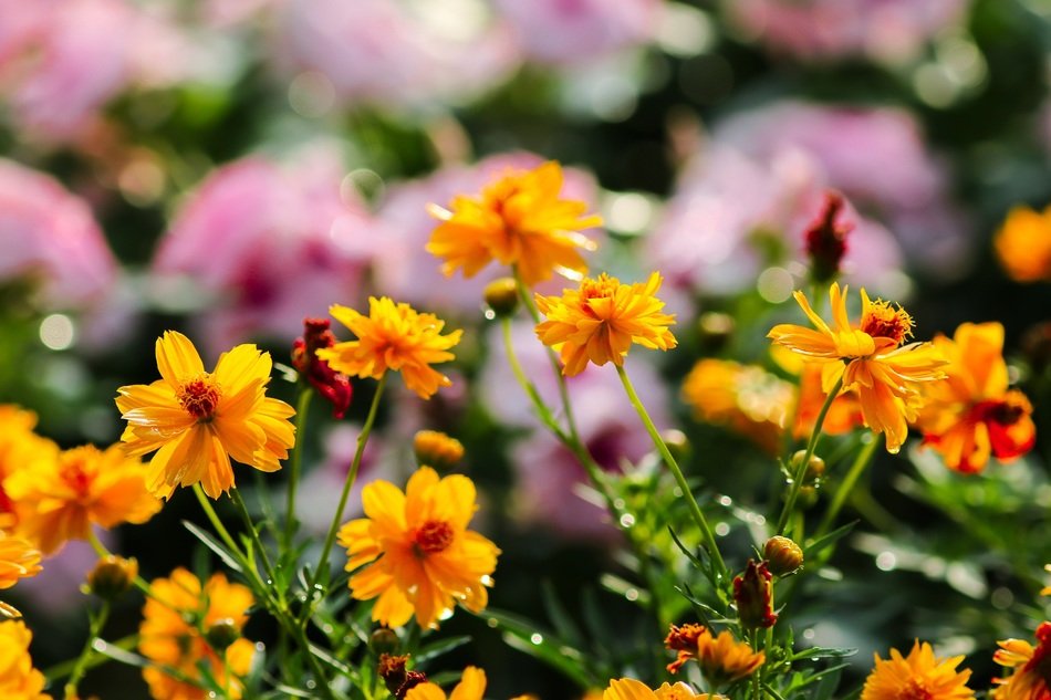 marigold flower flowers kind of wood