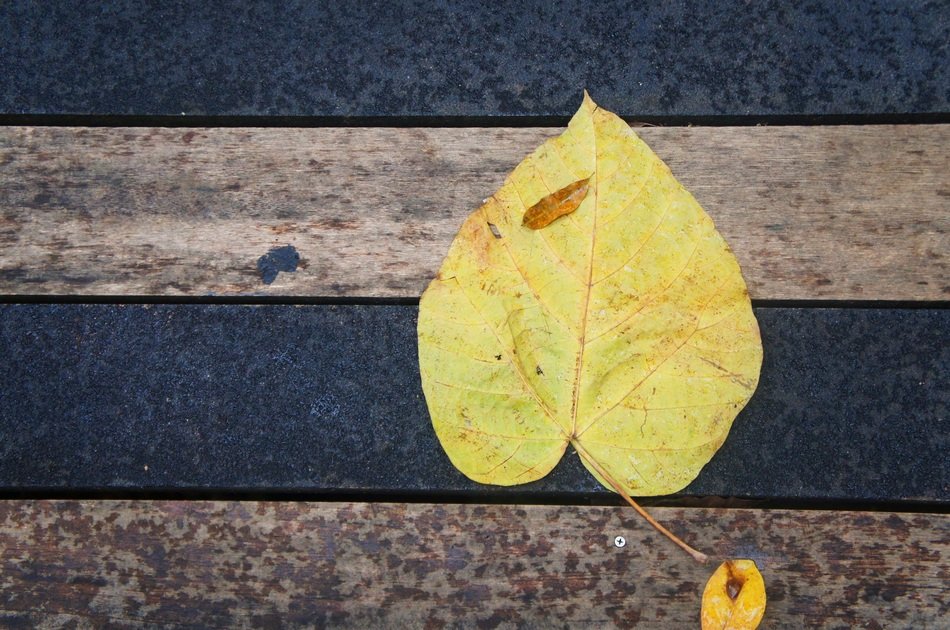 Leaf wood yellow texture nature free image download