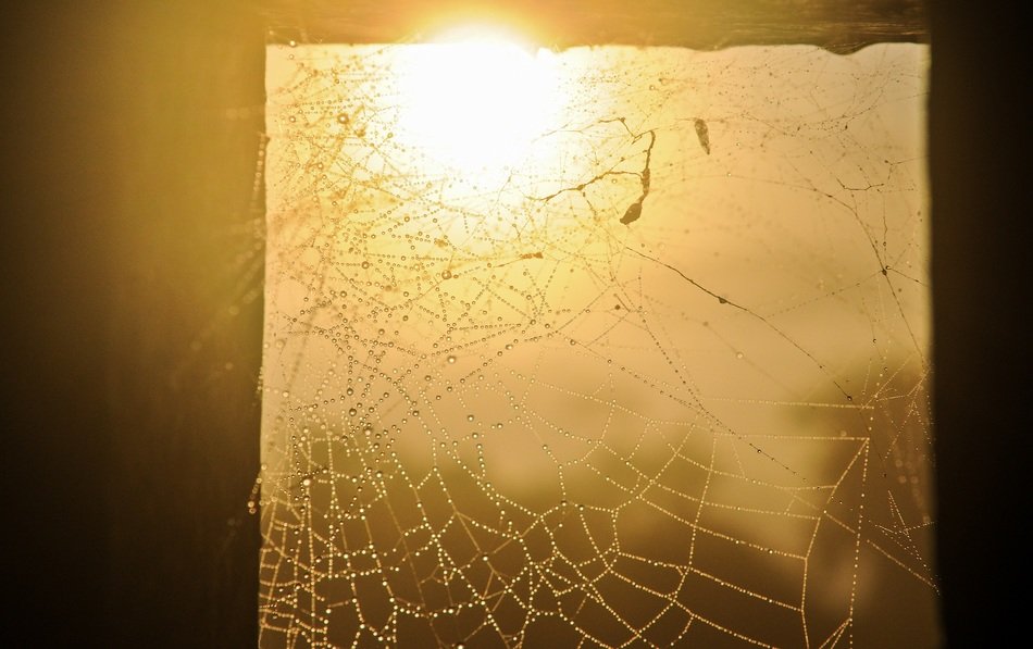 spider webs wet droplets sunlight