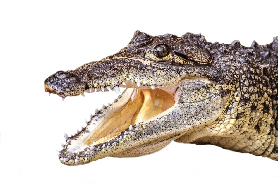swamp snout cold threatened river