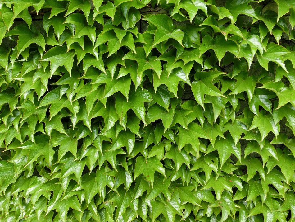 ivy ranke climber green nature