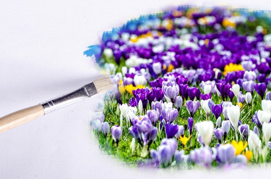 paintbrush flower flowers wallpaper