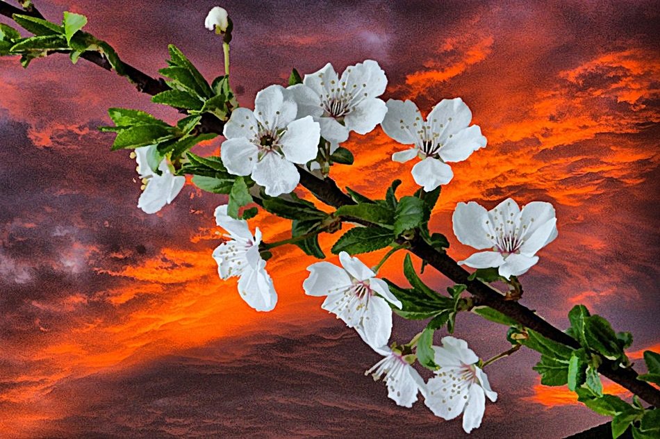 blossoms spring art photo