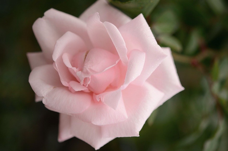 rose pink white leaf nature