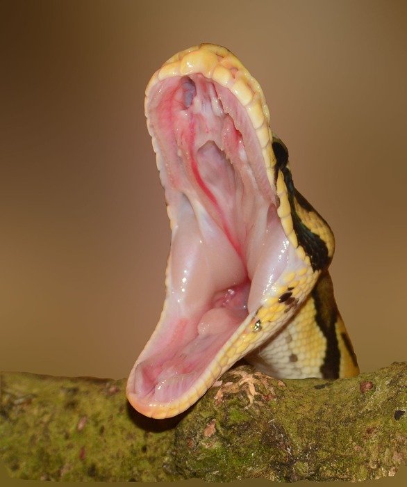 snake foot python yellow hunger