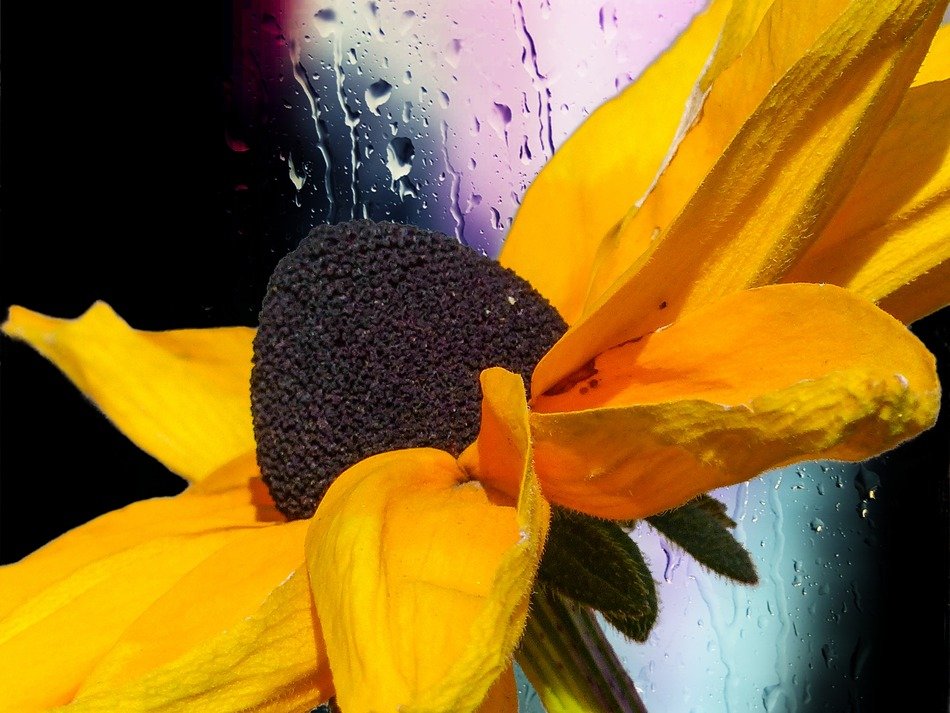 cone flower plant nature yellow