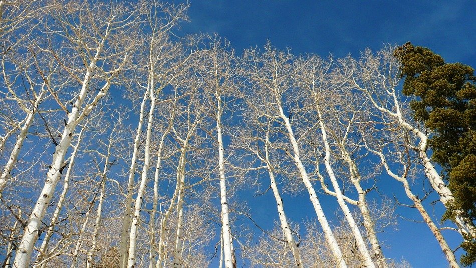 birch trees woods perennials white