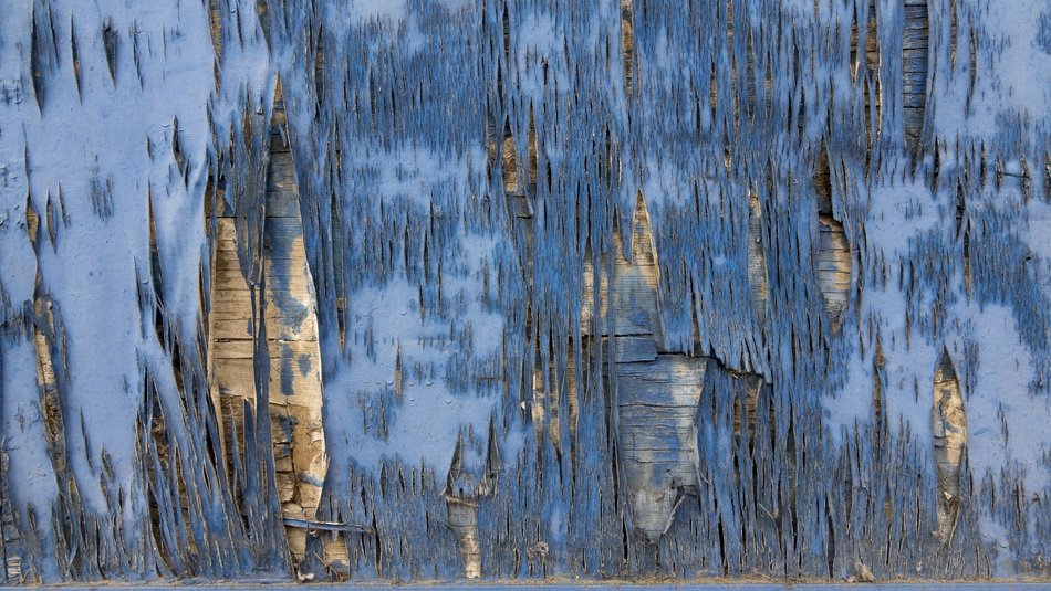 texture background wood splintered