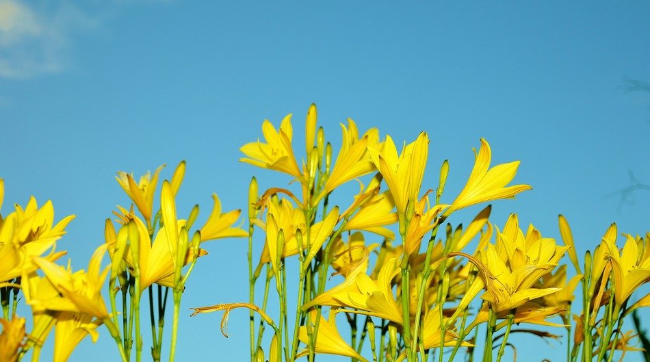 yellow flower flowers sun