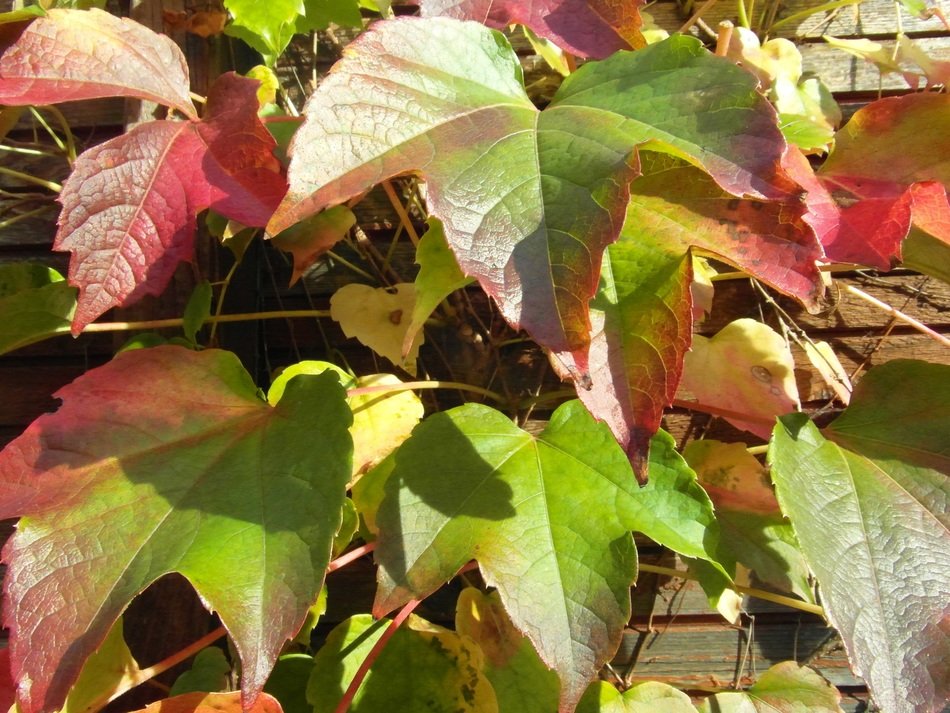 wine leaf vine harvest