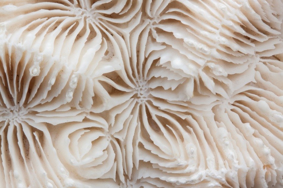 brain coral hard corals