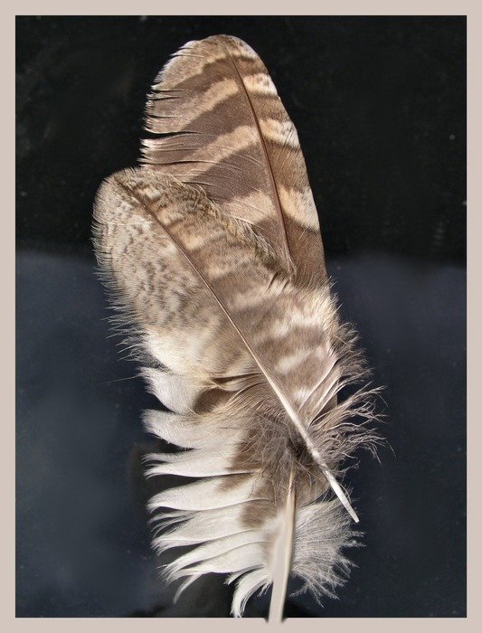 feather feathers macro brown wings
