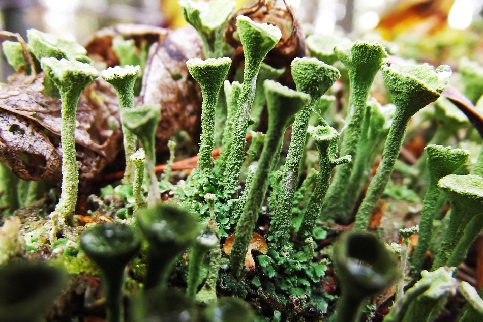 lichens green detail macro nature