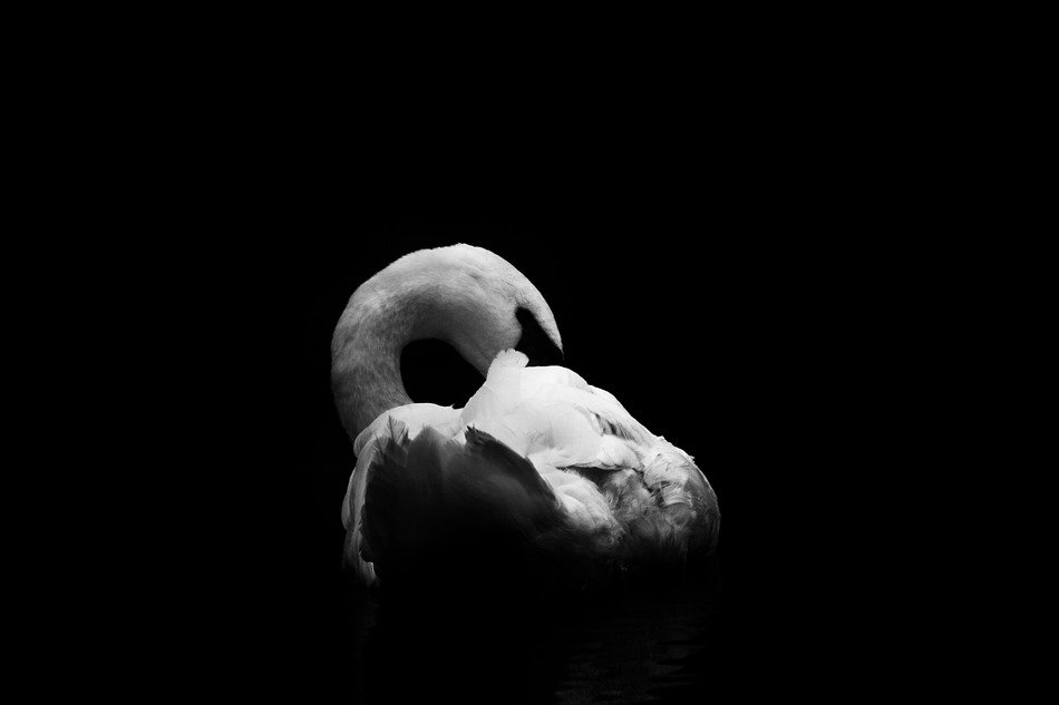 swan black and white birds bright
